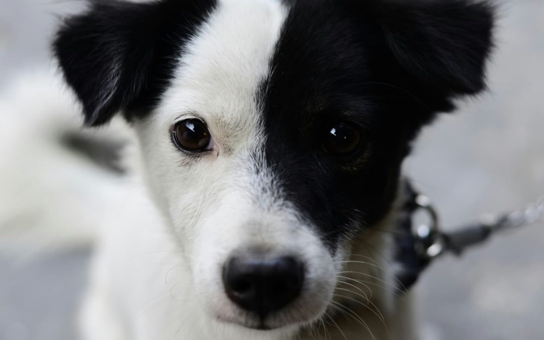 A black and white dog with a leash looks up.