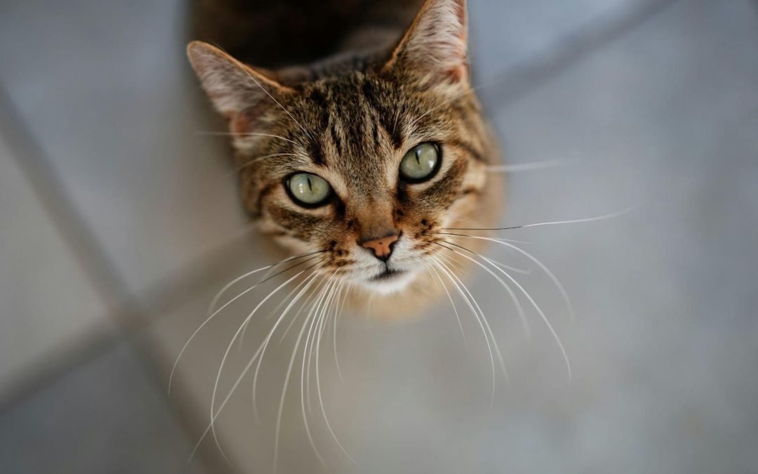 A tabby cat with green eyes looks up at the camera, sitting on a tiled floor.