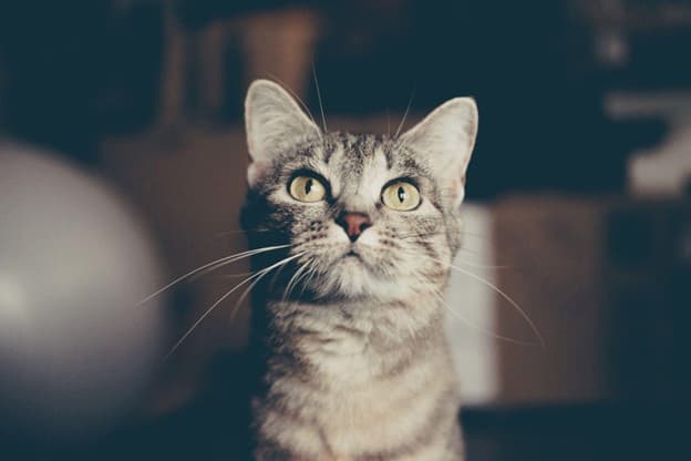A close-up of a grey tabby cat with yellow eyes looking slightly upward, with a blurred background.