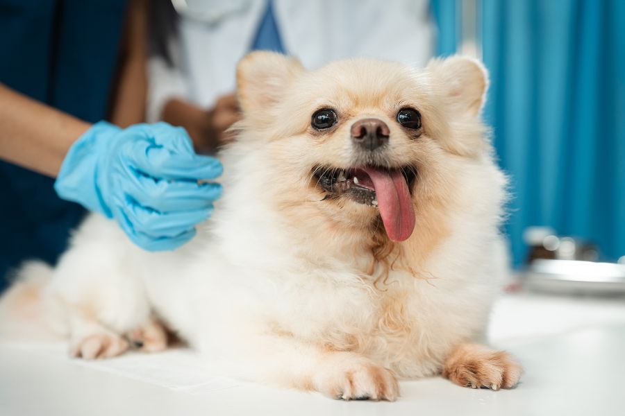 New Pet Owner’s Guide: How to Find the Right Veterinarian
