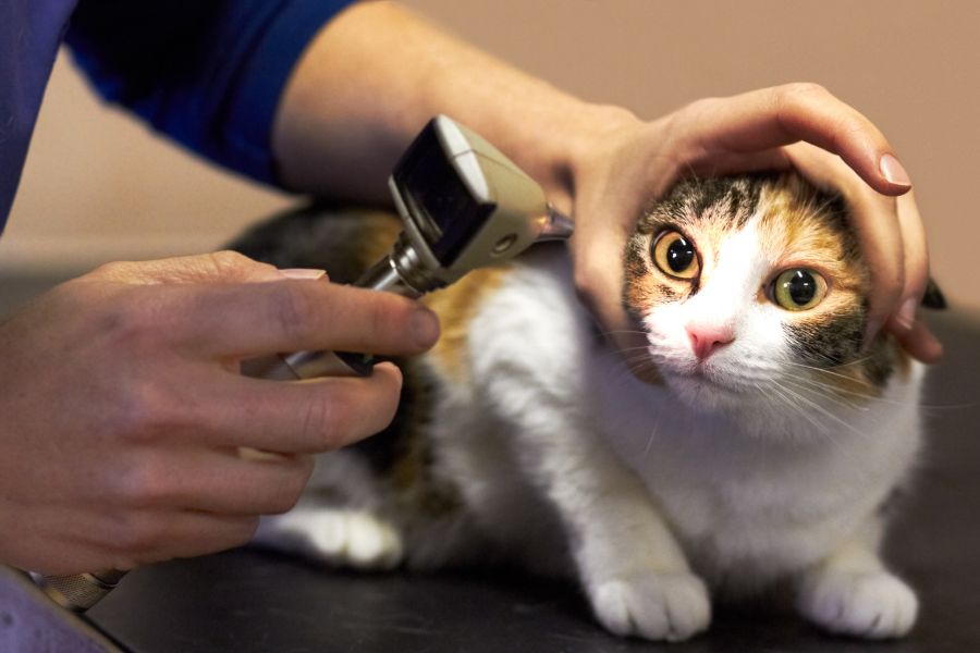How to Find the Best Animal Hospital Near You: A Complete Guide