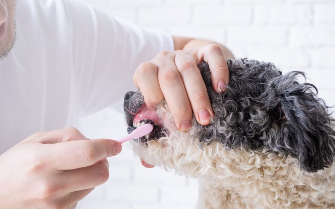 How Dental Care Can Help Improve Your Dog’s Bad Breath