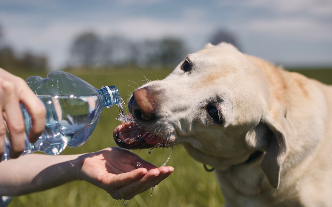 Keeping Senior Pets Hydrated: Helpful Tips for Pet Owners
