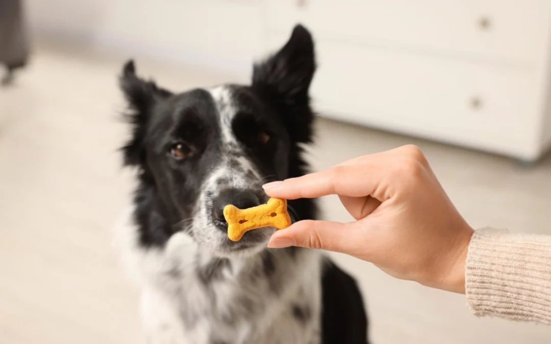 Why Homemade Dog Treats Are a Game-Changer for Dogs with Allergies