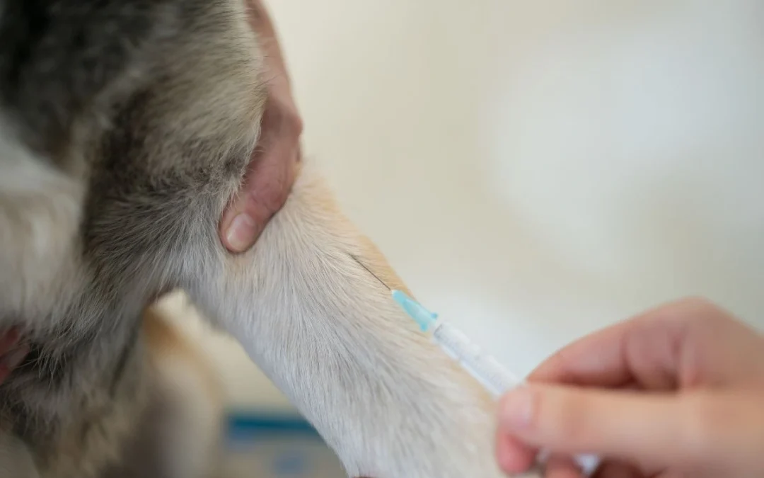Why Routine Blood Test Is Essential for Senior Dogs