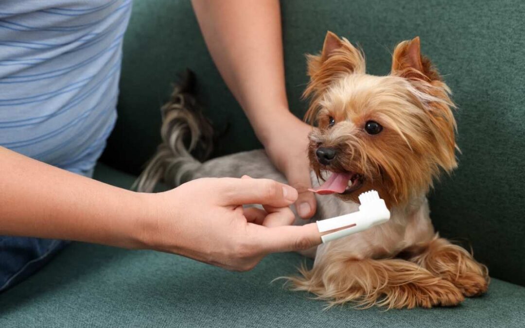 How Often Should You Brush Your Pet’s Teeth? Vet Recommend 