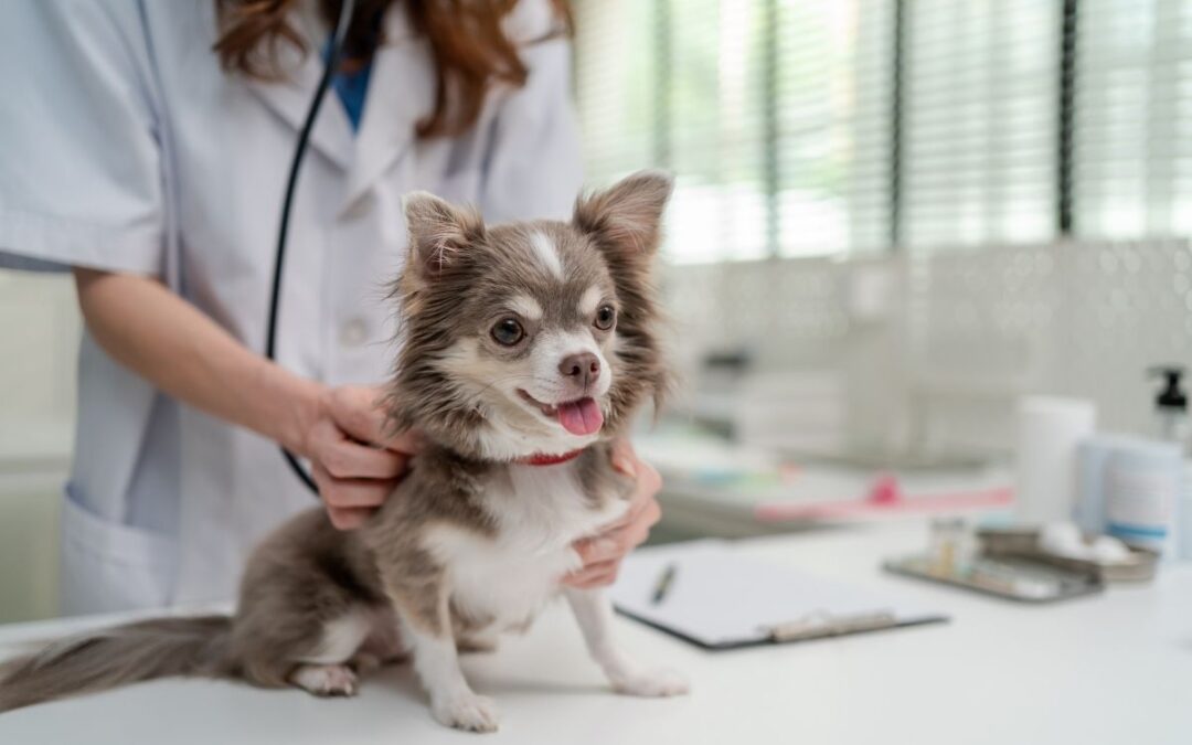 Routine Veterinary Care for Dogs: A Key to Lifelong Health 
