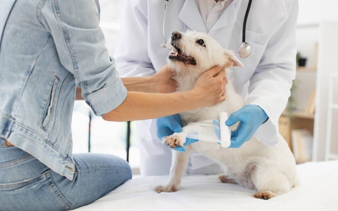 Vet-Approved First Aid Tips Every Pet Owner Should Know 