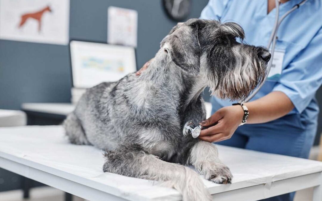 How Veterinarians Diagnose and Treat Common Pet Parasites