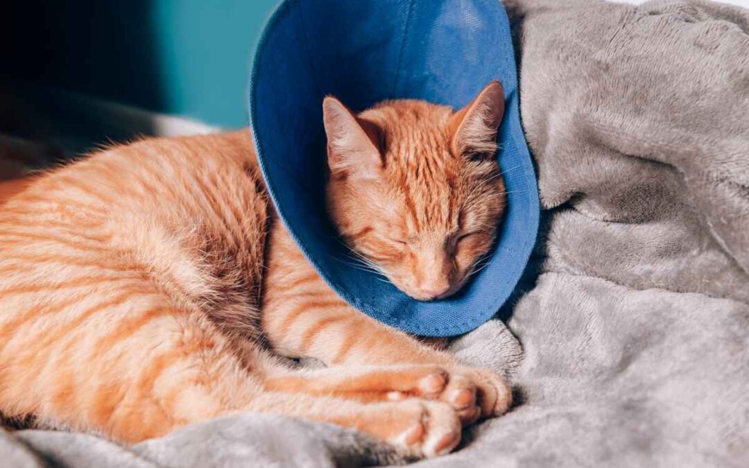 Post-Surgery Care for Pets: A Complete Recovery Guide for Pet Owners