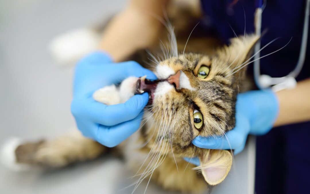 Why Professional Dental Cleaning Is Essential for Your Cat’s Health