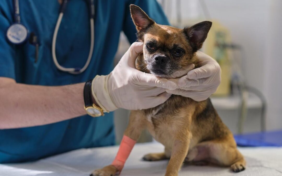 Why Treating Gum Disease Early Can Protect Your Pet’s Organs 