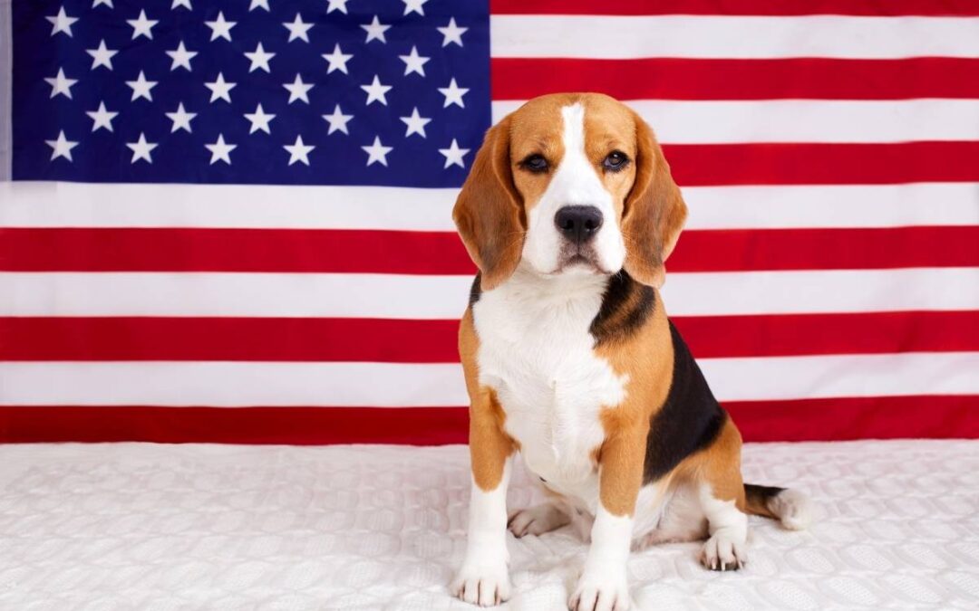 A Complete Fourth of July Pet Safety Checklist for Dog and Cat Owners