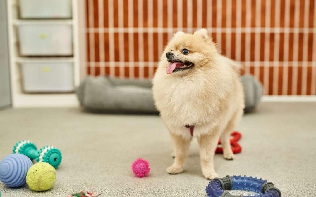 How an Animal Hospital Keeps Columbia Pets Safe in Summer
