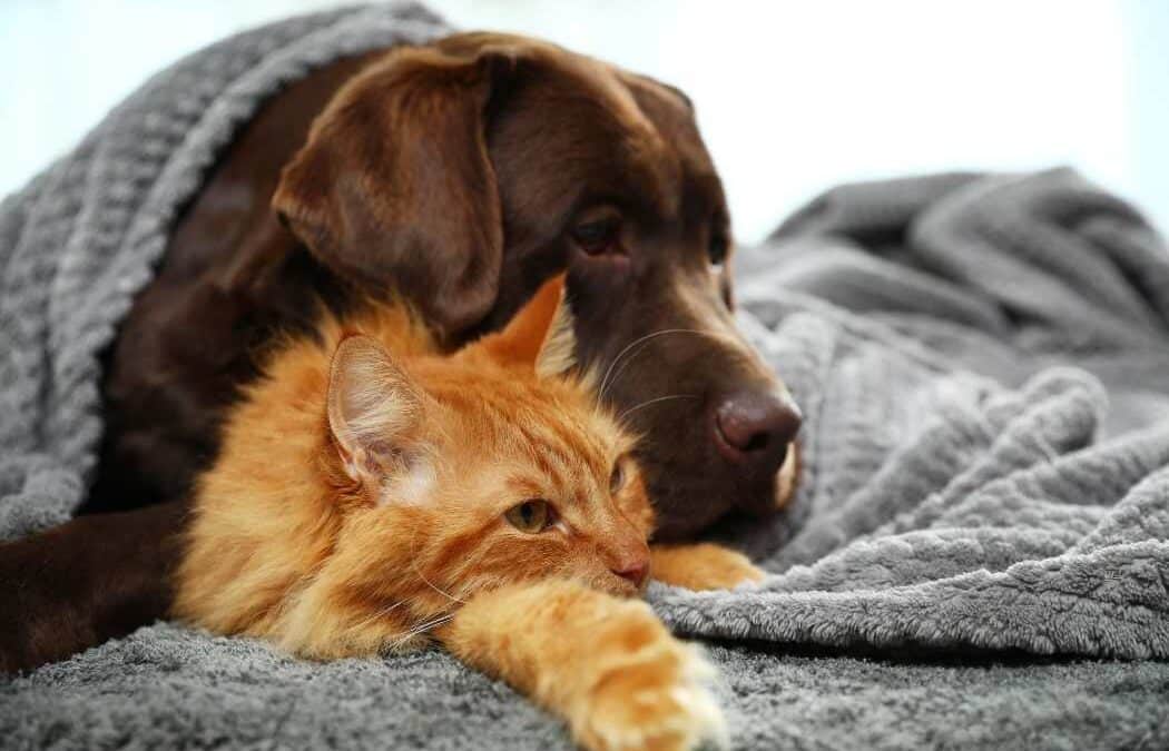 How to Care for Minor Cuts and Know When Veterinary Care Is Needed
