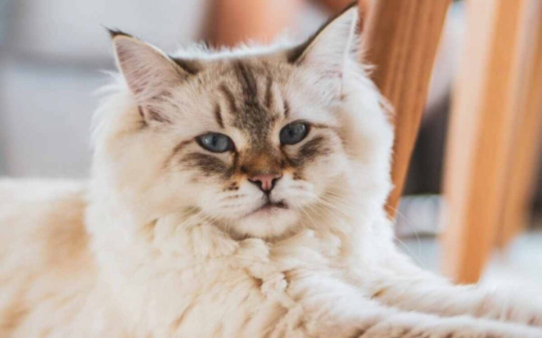 Why Experience Matters When Choosing a Veterinarian
