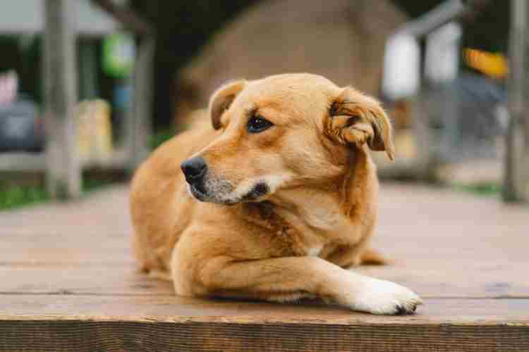 5 Companion Dog Breeds Famous for Their Unwavering Loyalty and Affection