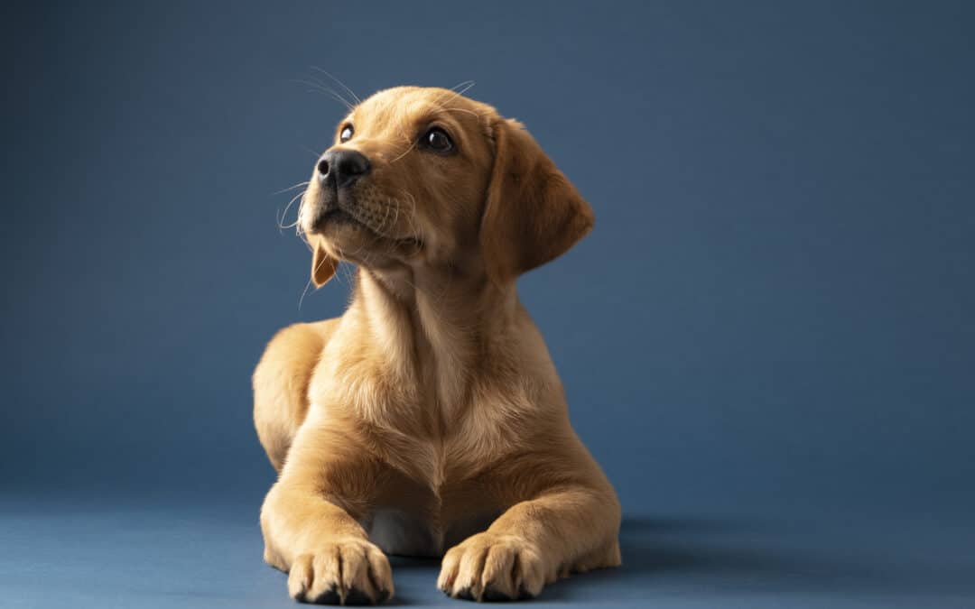 My Dog’s Nose Is Bleeding: Is This an Emergency-Level Concern?