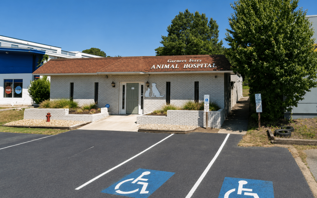 Looking for a Veterinarian After Forest Acres Animal Hospital Closes? Garners Ferry Animal Hospital Is Here to Help