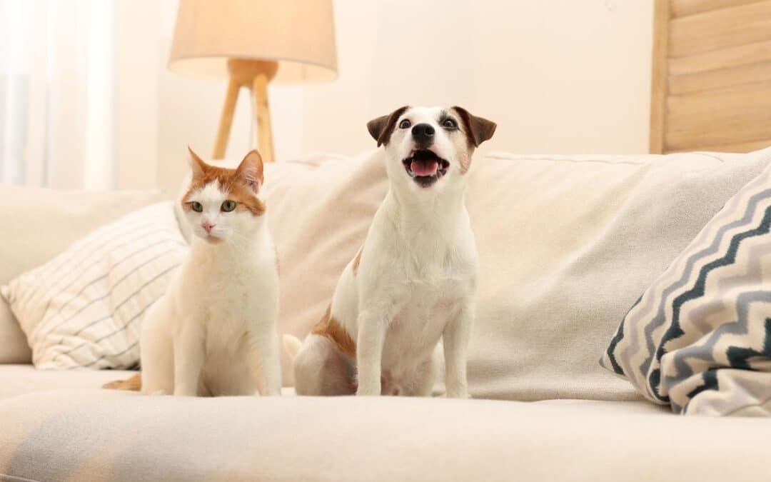 Keeping Pets Safe from Tick-Borne Diseases This Season