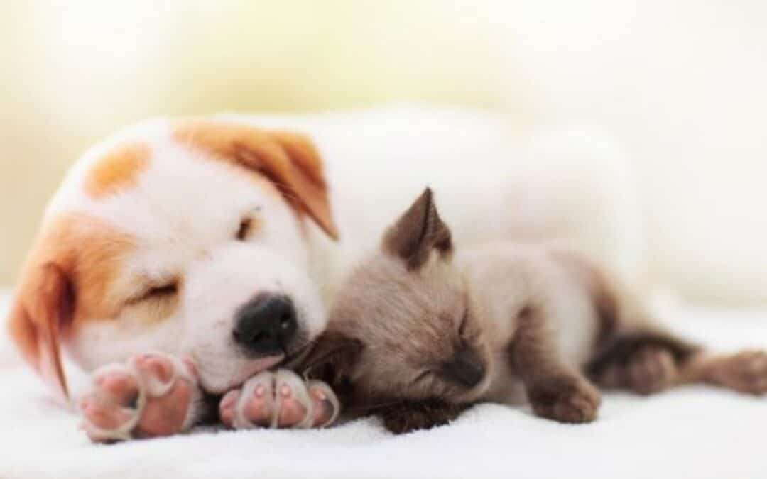 Why Puppy and Kitten Wellness Visits Set the Foundation for Lifelong Health