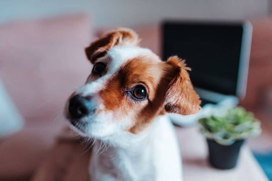 A Pet Owner’s Guide to Hydrogen Peroxide Dosage for Dogs by Weight