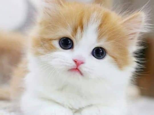 Cat Chirping Explained: Why Cats Make This Fascinating Sound