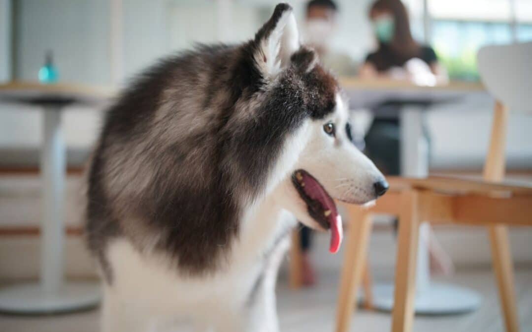 Why Do Dogs Nibble Their Owners? Understanding Canine Communication