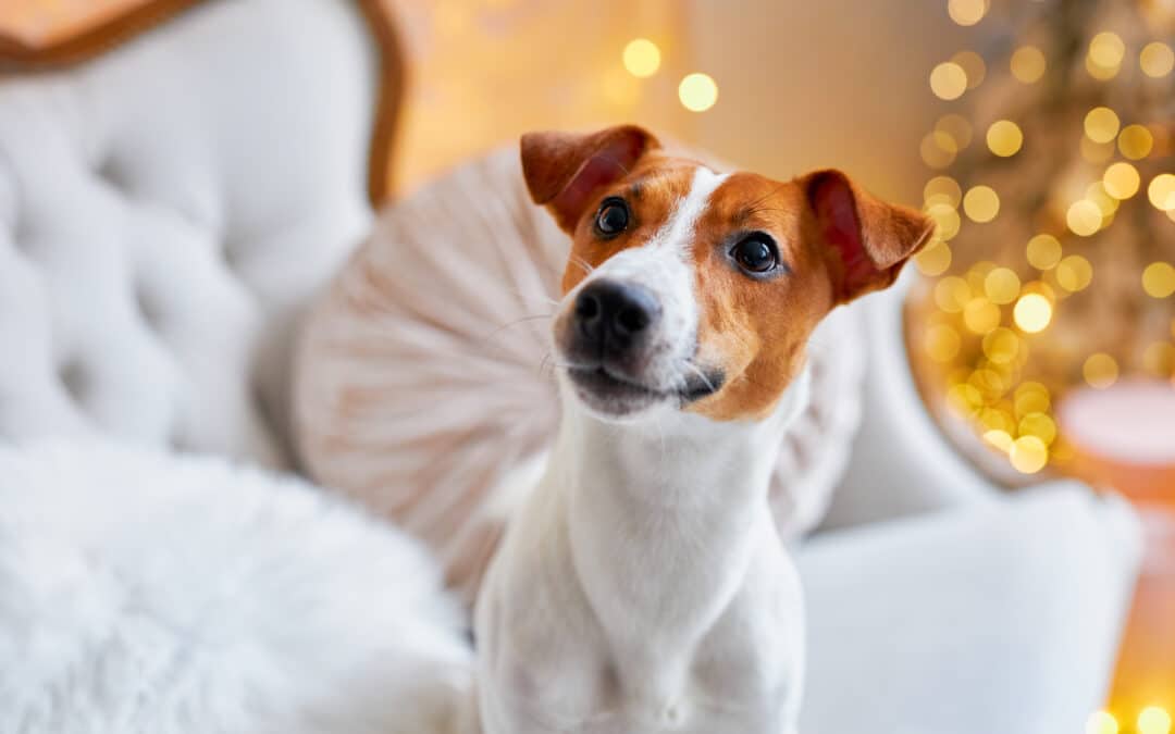 Why Is My Dog Crying in Pain? Signs It’s Time for Urgent Veterinary Care