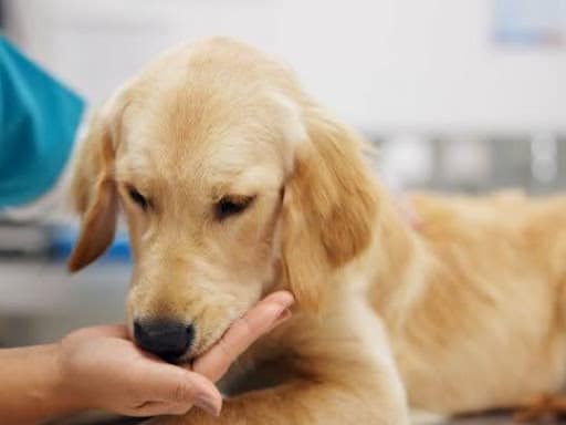 Handling Pet Injuries at Home: Understanding First Aid and Urgent Care