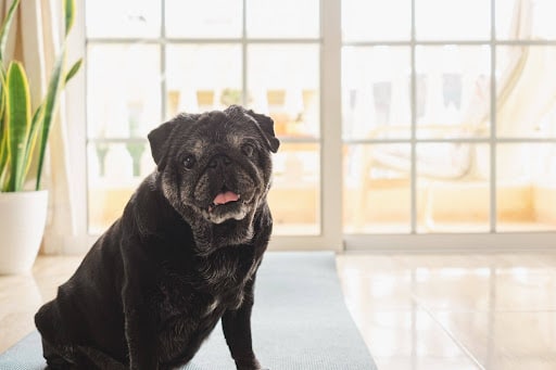 Why Weight Control Matters More as Your Dog Gets Old