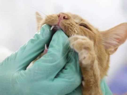 Cat Periodontal Disease