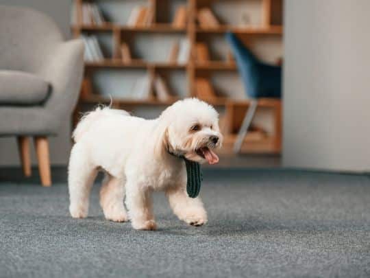 My Dog Won’t Stop Scratching Possible Reasons Explained