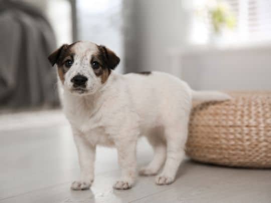 Small Dog Dental Problems: How Crowded Teeth Affect Oral Health